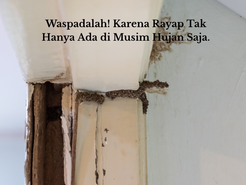 Cara menghadapi rayap